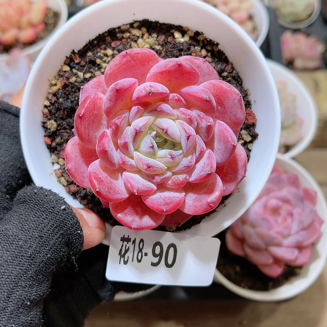 花18-90新品单头