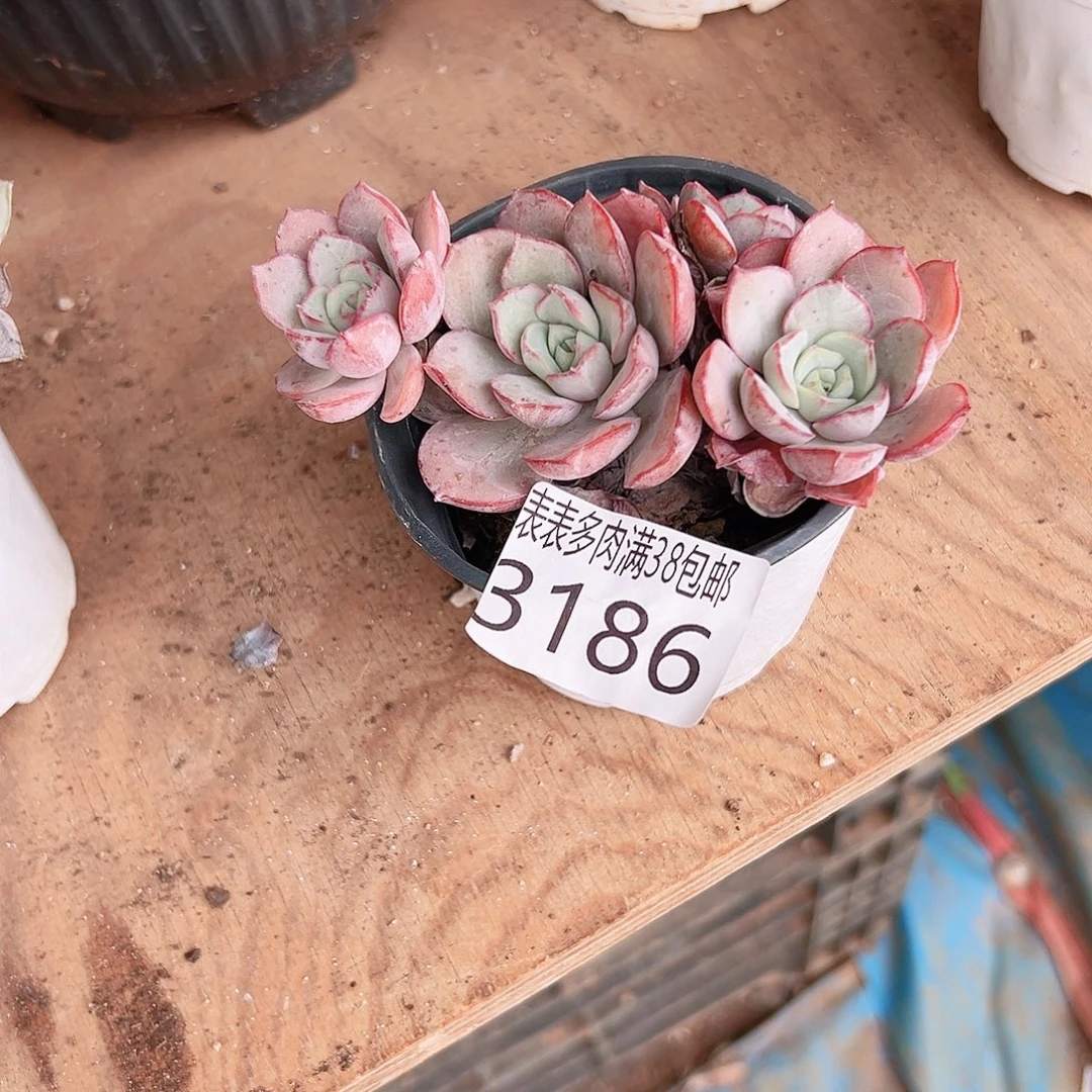 雯***琦无花朵多肉一物一拍植物3186