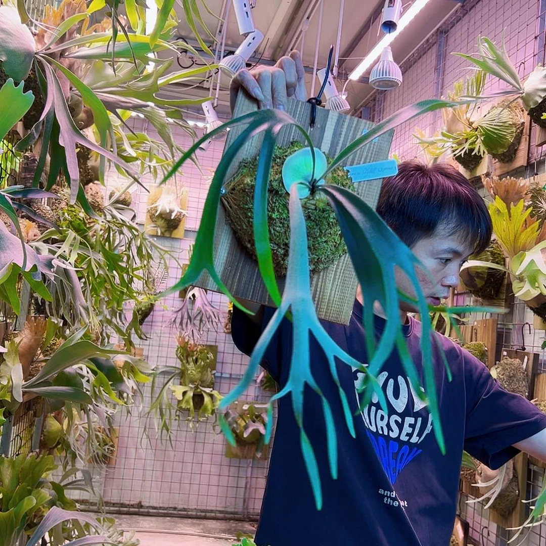 无花朵pn月光a0034