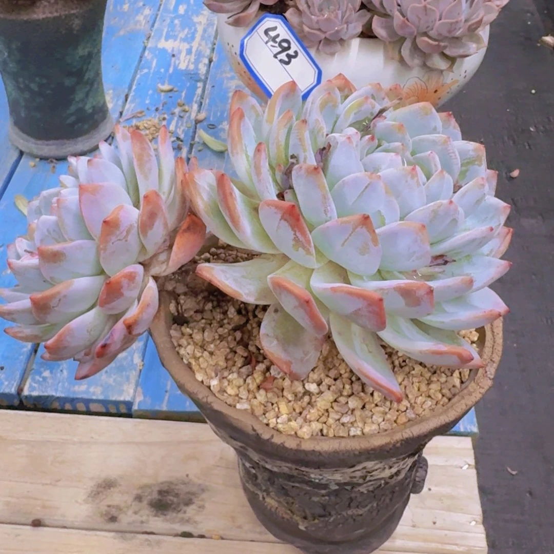 493橙子凡艺多肉