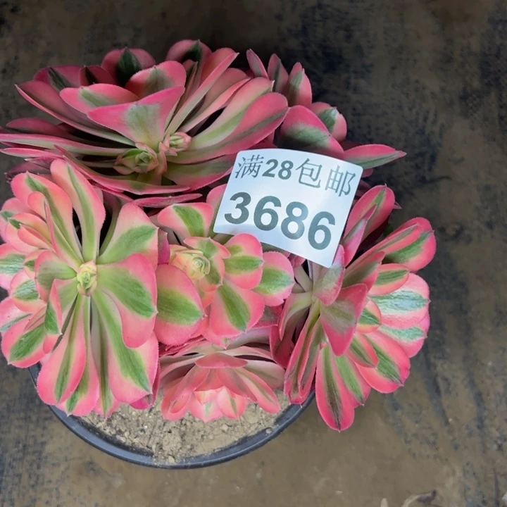 3686女巫多肉植物