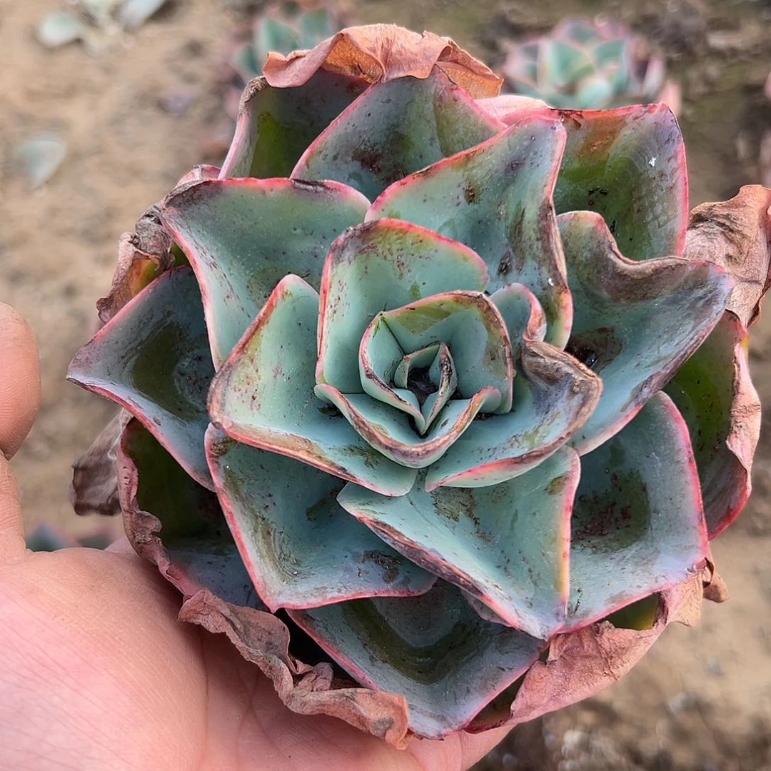 多肉植物冰雨火大单头