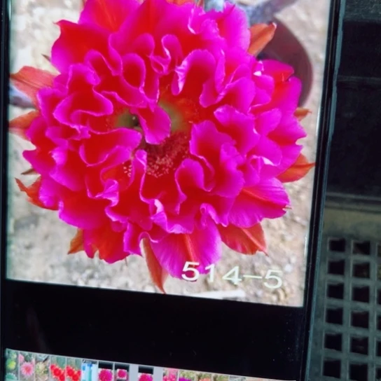 下40彩草514一5在，无根侧芽4公分左右20包邮