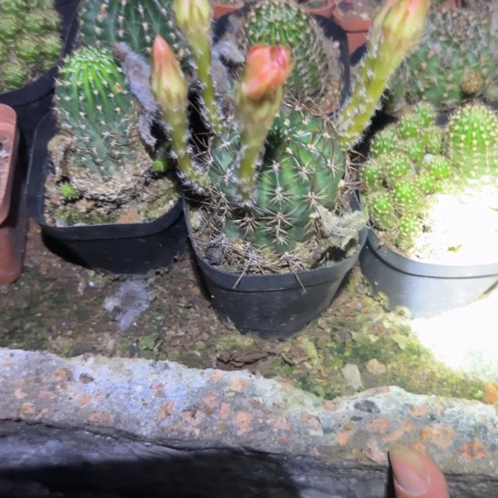 无花朵苏***苏花花花花花花花花