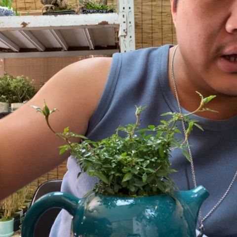 红陶一物一拍所见即所得9