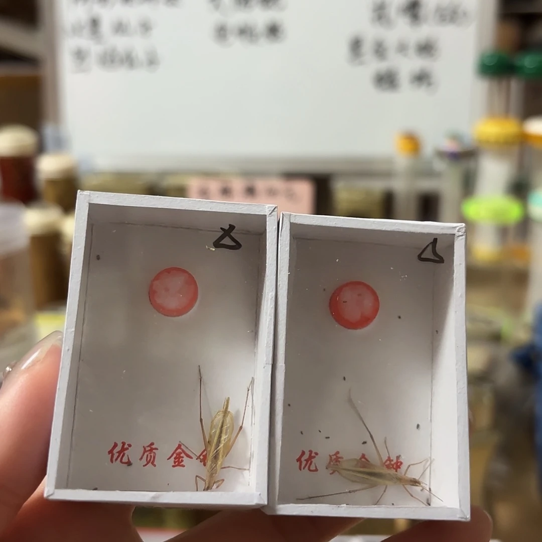 两条中须红山竹蛉