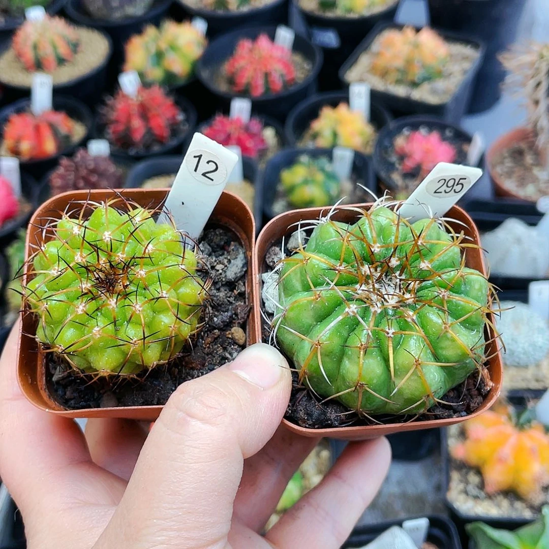 3****茹非偏远地区满25裸根发货仙人球