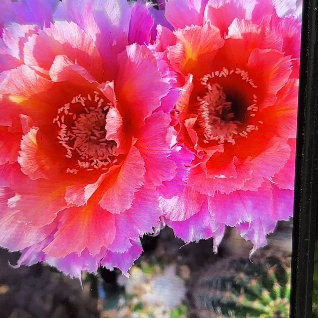 魅羽彩侧牙20包邮55