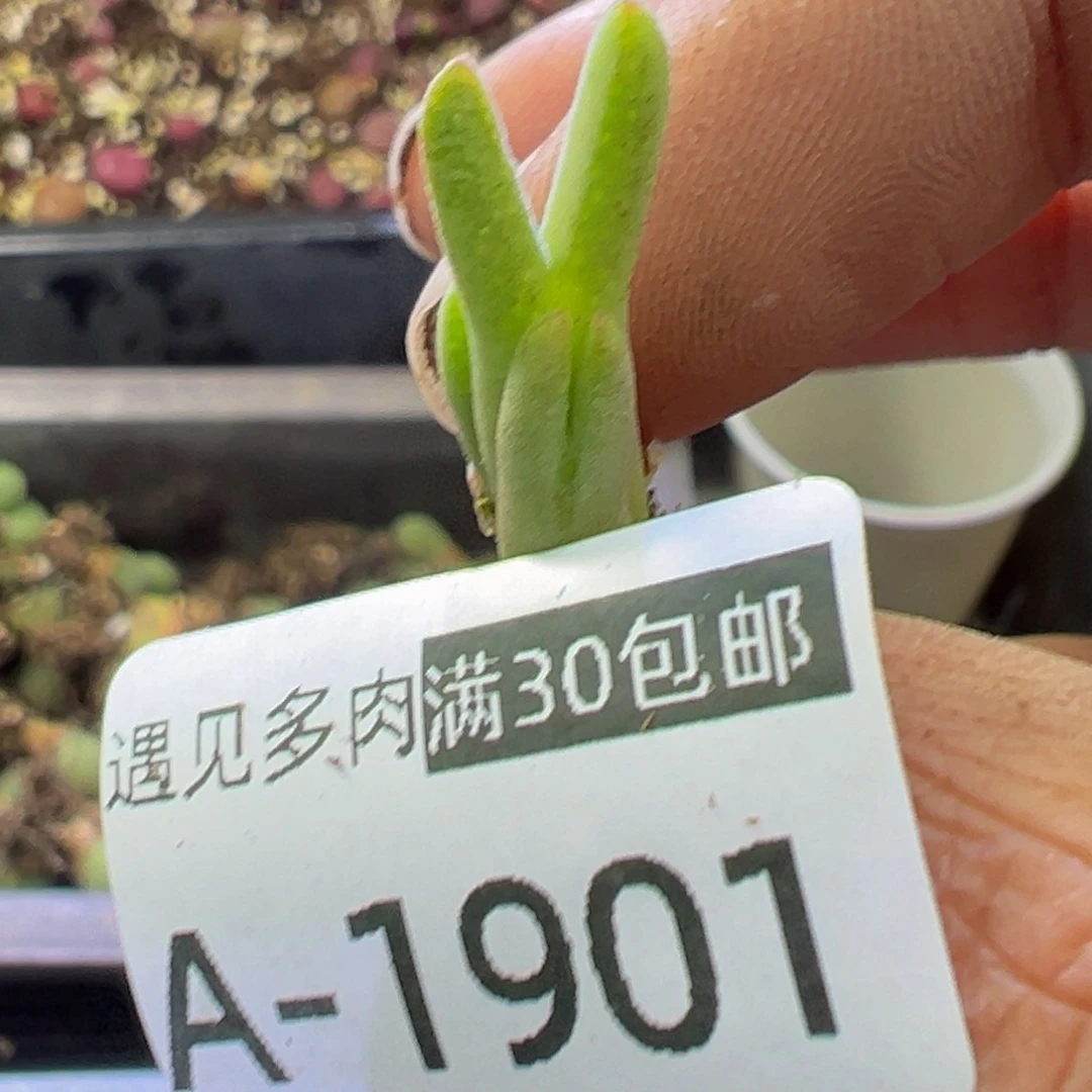 ！多肉植物1111111111111111111