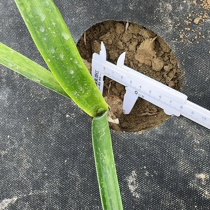 雅致朱顶红一棵2.6