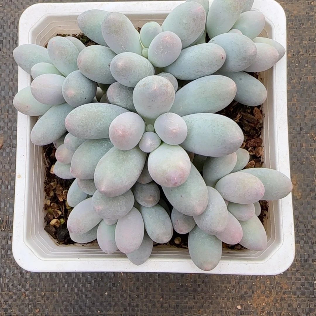 多肉植物汤圆寄养