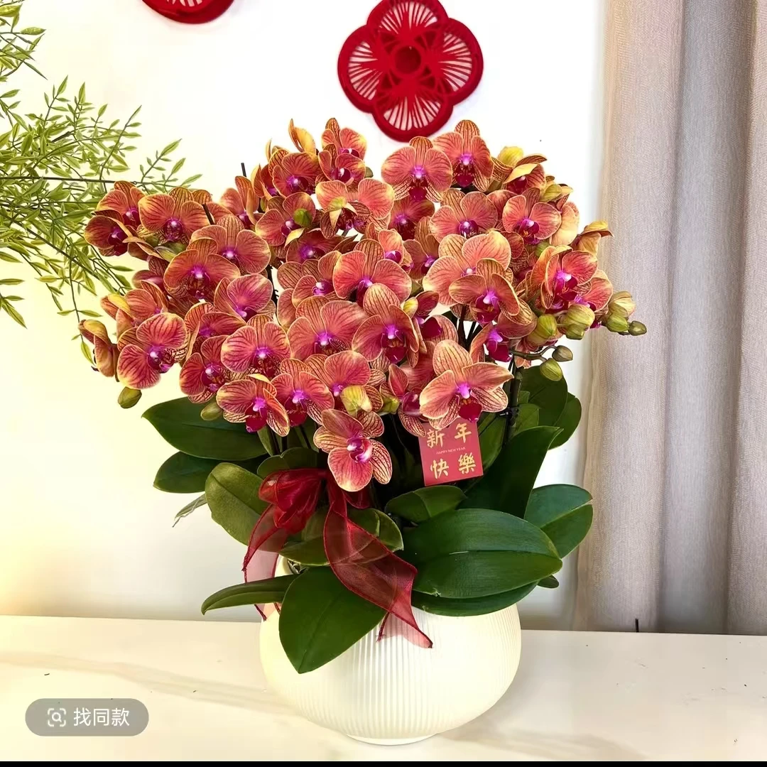 【吉利-蝴蝶兰】高端鲜花 定制款 易养花期长 绿植盆栽  年宵花