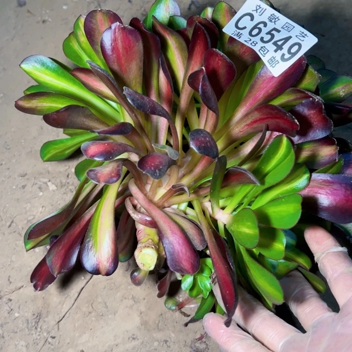 花纳缀多肉植物法师6549