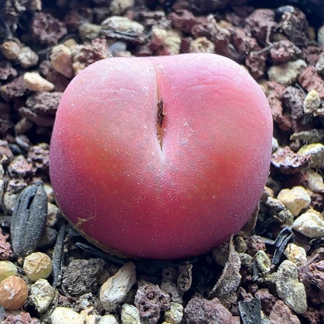 水蜜桃毛。        41117