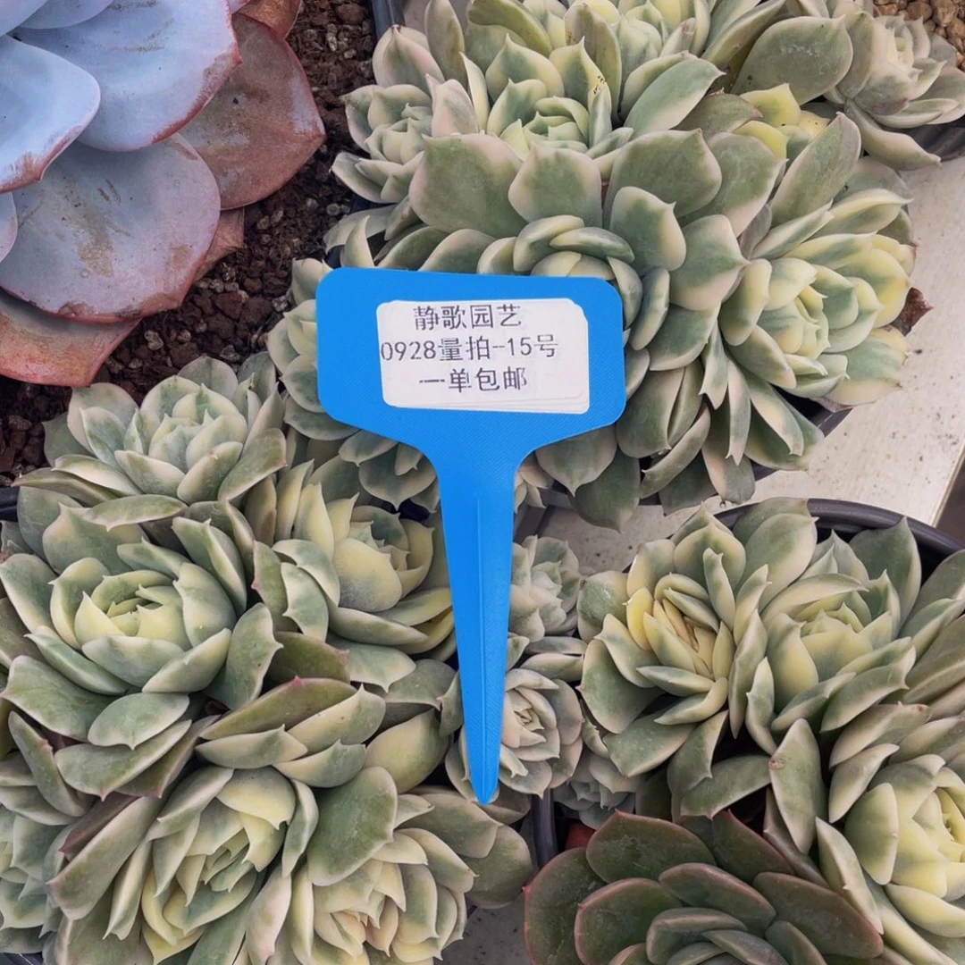 0928-15-昂斯诺锦群生手捧一颗