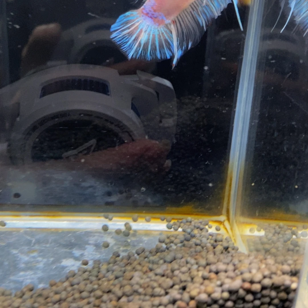 斗鱼364巨斗11111星