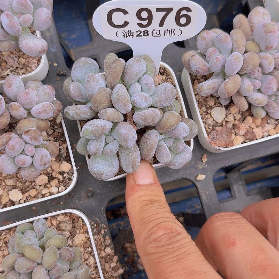 C976原史奈一物一拍