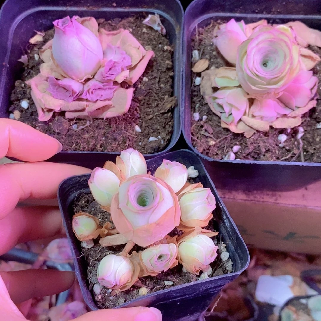 山地玫瑰组合一物一拍234