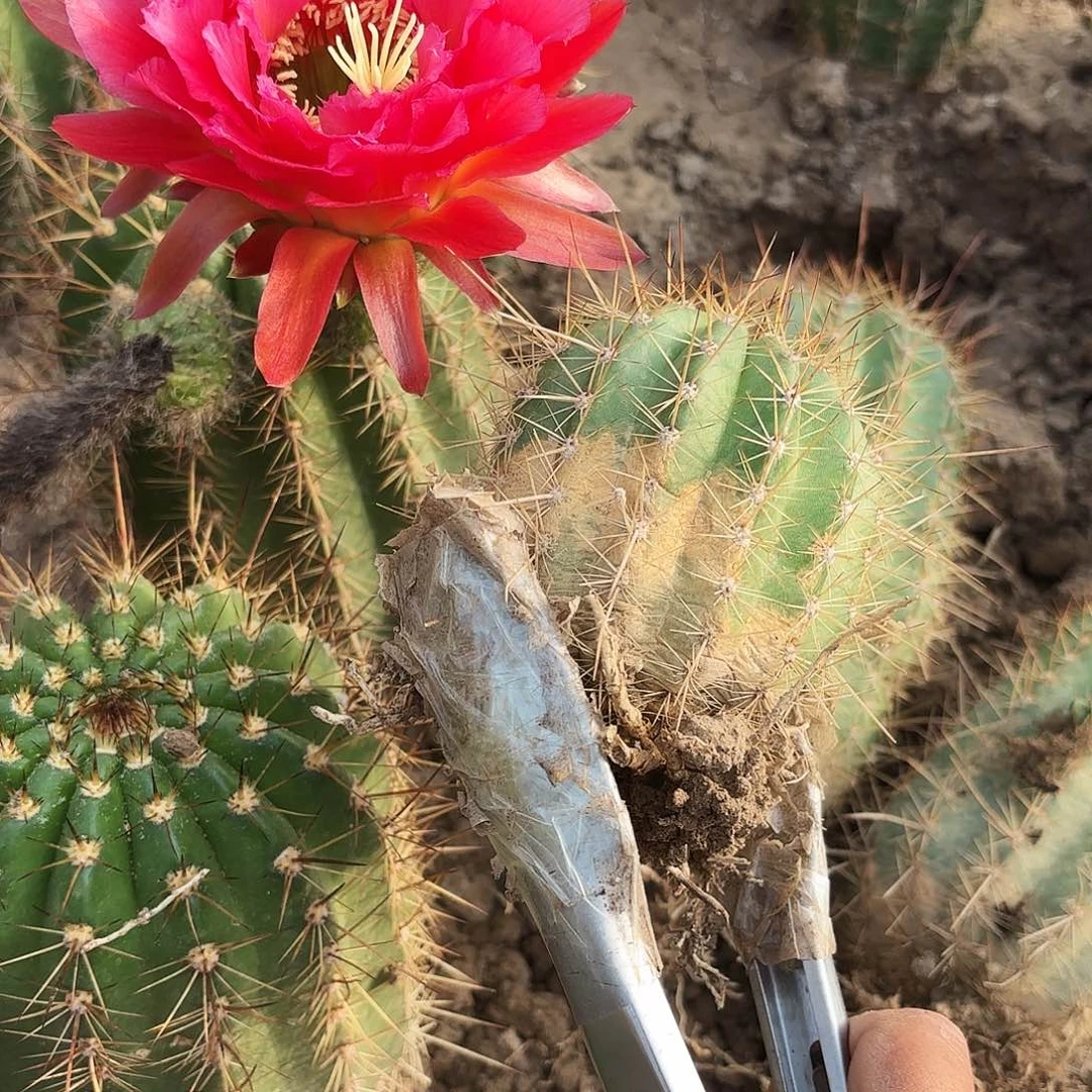 29 号紫梦瑕有根毛花柱