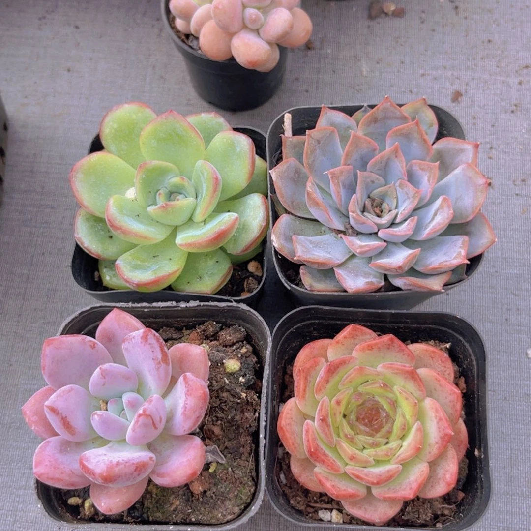 泡芙。 菲娜娜单头。奥普。粉恋