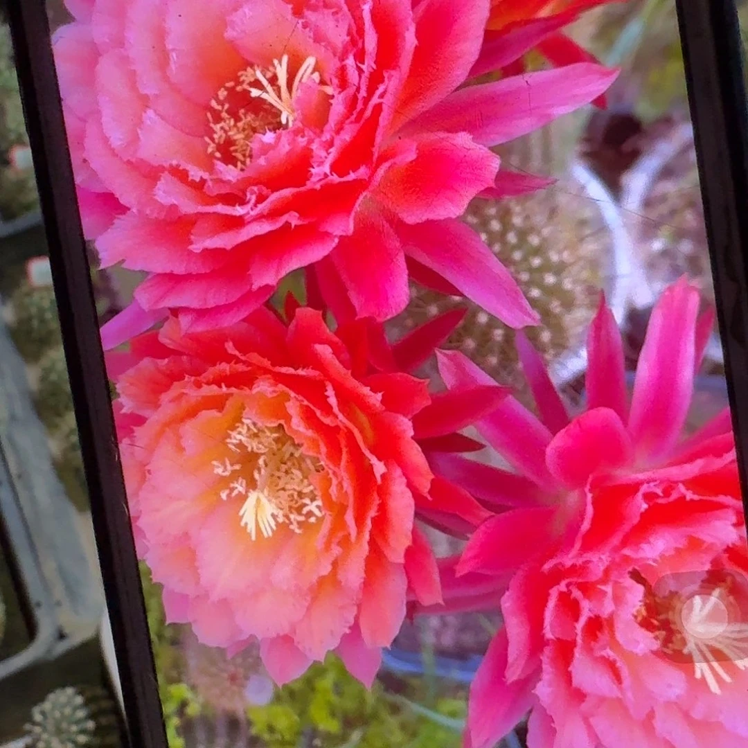 牛牛侧芽5公分毛花柱