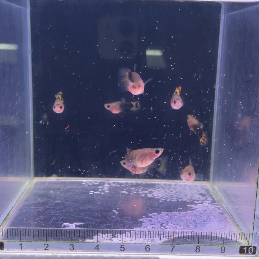 孔雀鱼小蜜蜂玻璃猫8条