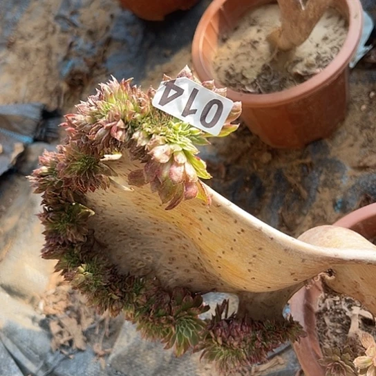 顺***意多肉植物一个妖014水墨画