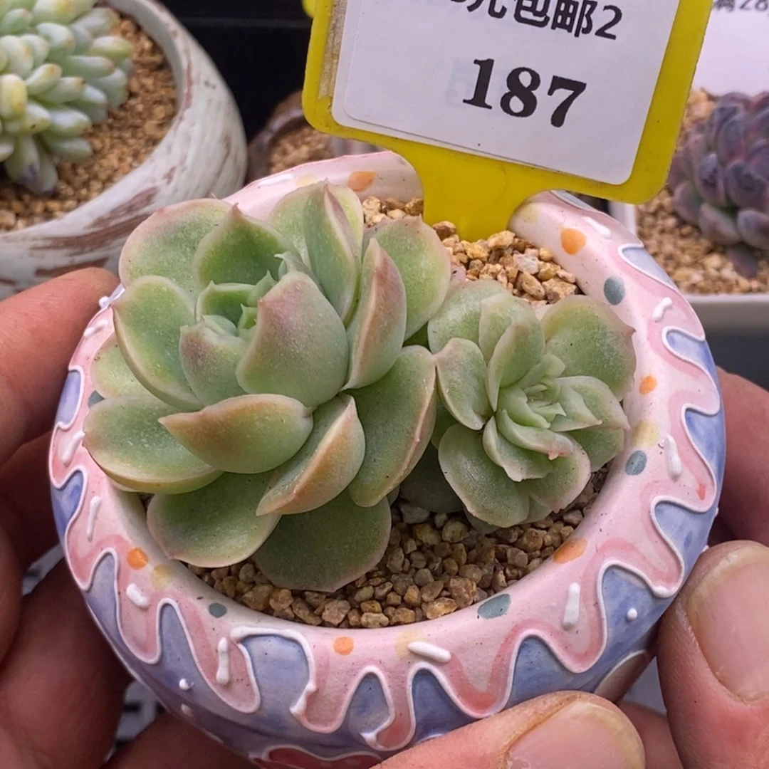 2187水晶虾饺变异石化锦