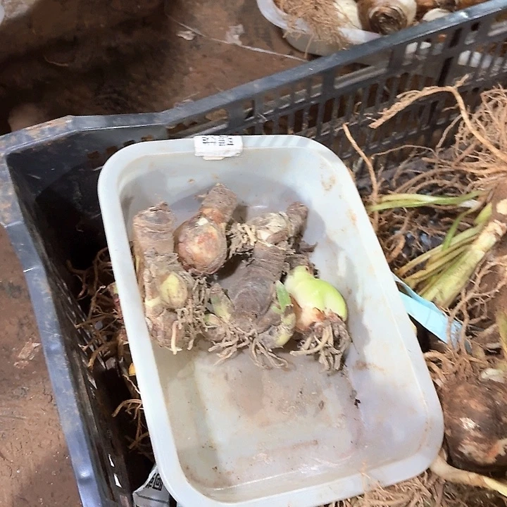 南海姑娘10个测芽刀伤球不包售后
