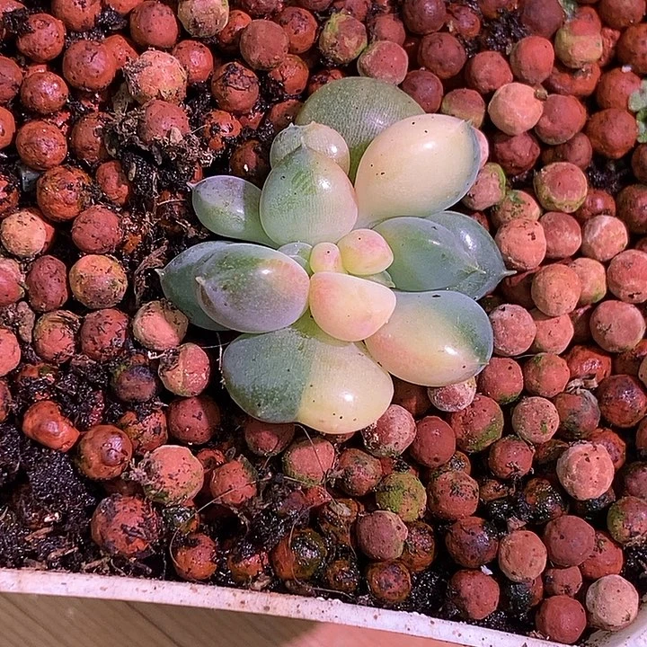 红象牙锦多肉植物