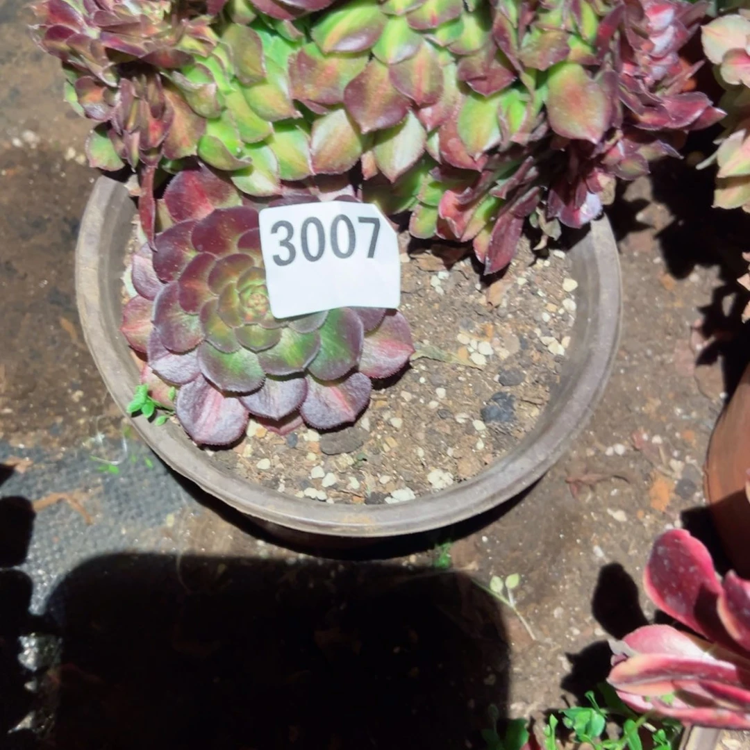 3007 号多肉法师植物新年福利