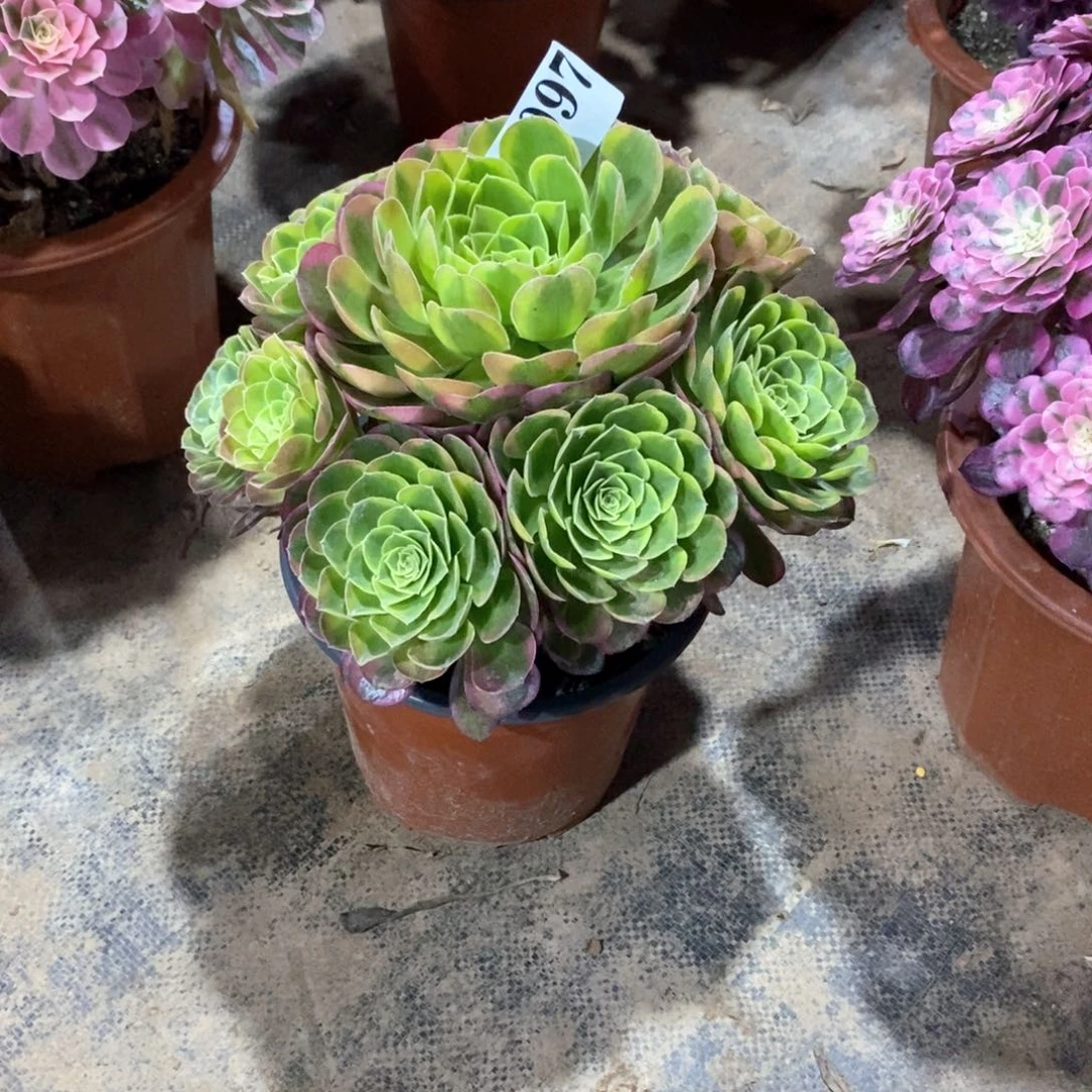 嫩桩奶白锦097多肉法师植物