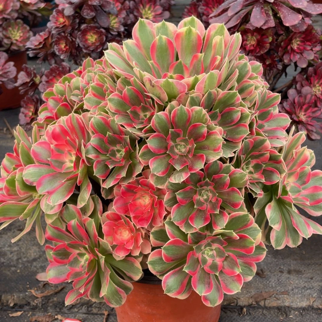 061七彩石精品法师老桩