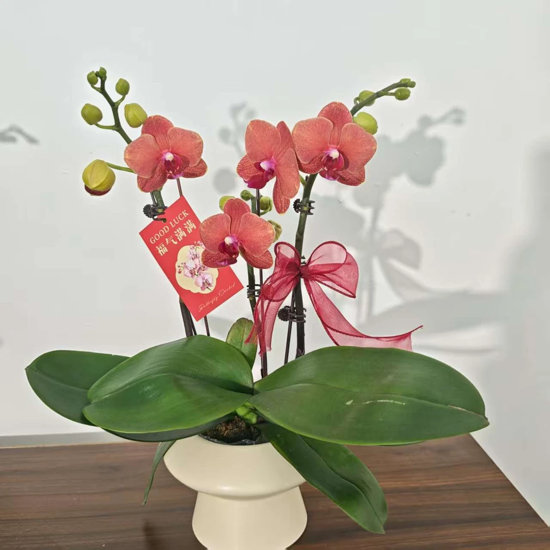 【金桔】经典年宵蝴蝶兰橙红色系  带花带花苞