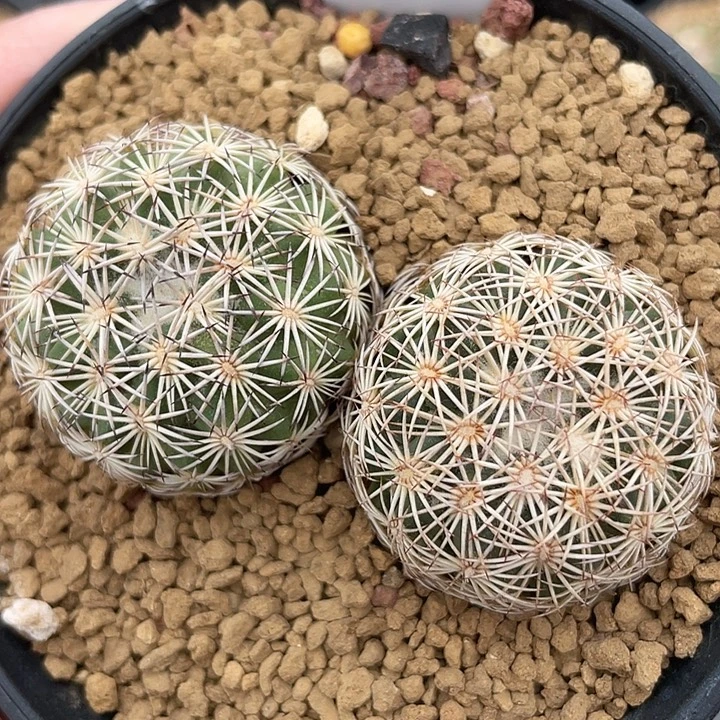 针鼠实生裸根发货