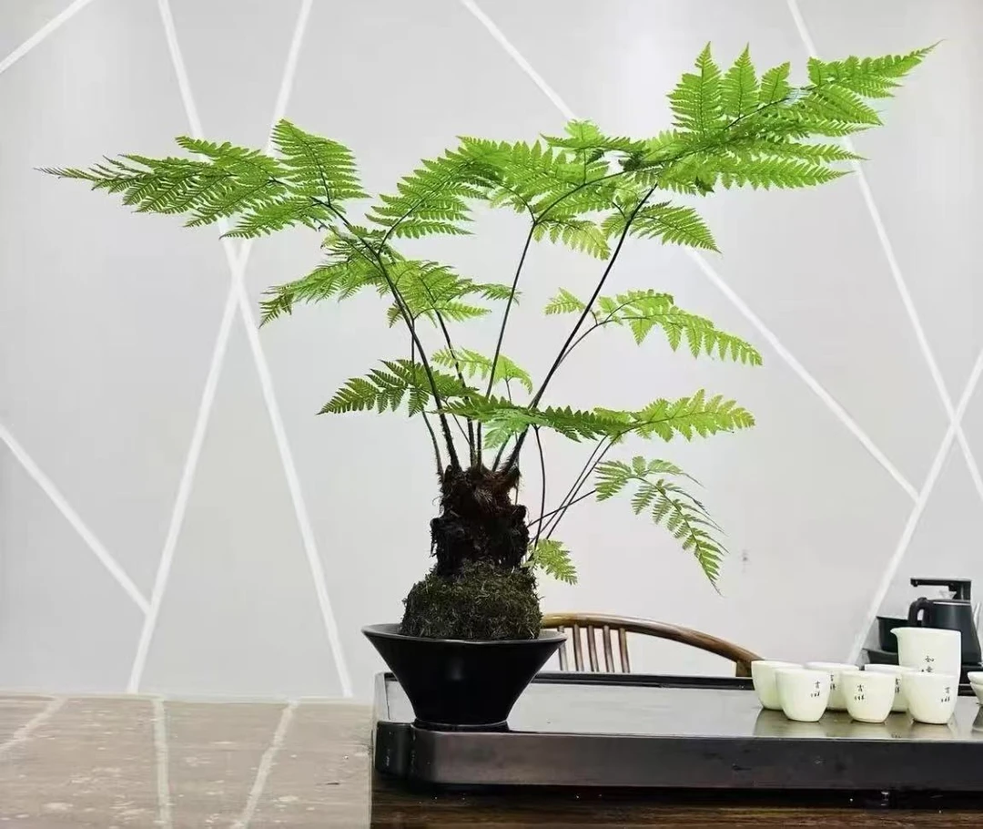 一物一拍禅意绿植室内茶室金丝虹磷蕨高端盆景水培苔藓球(不含盆)