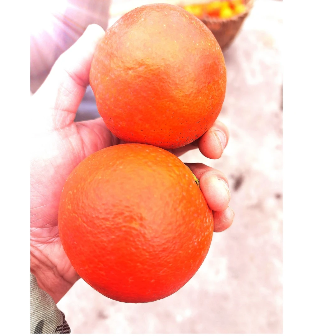 正宗重庆农家血橙新鲜采摘发货香甜多汁入口化渣孕妇小孩老人水果