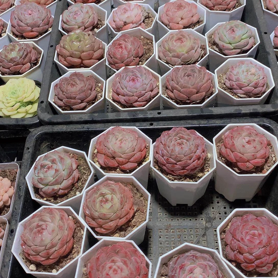 7颗组合245678990000