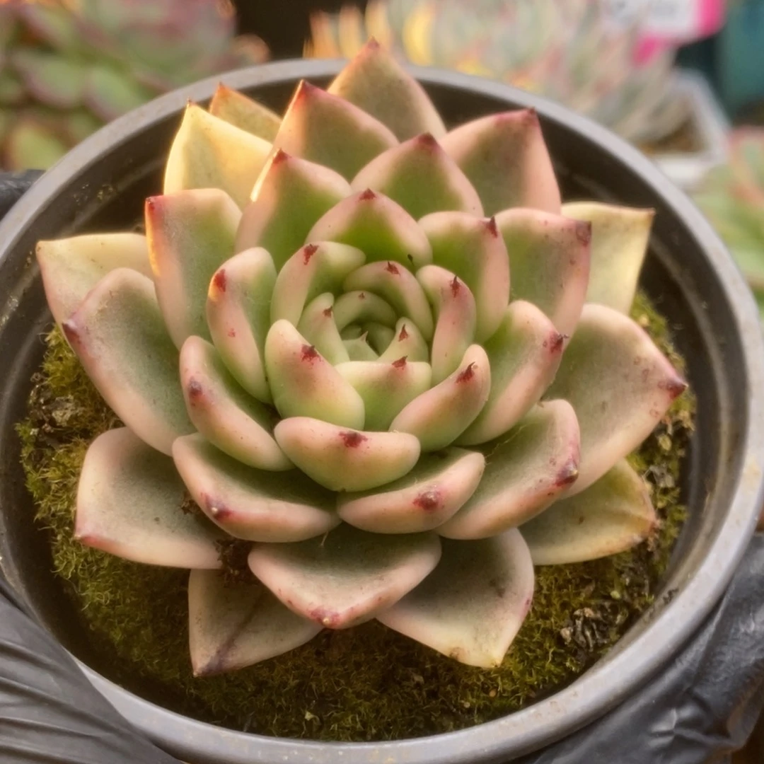 214东云杂锦锦锦锦锦