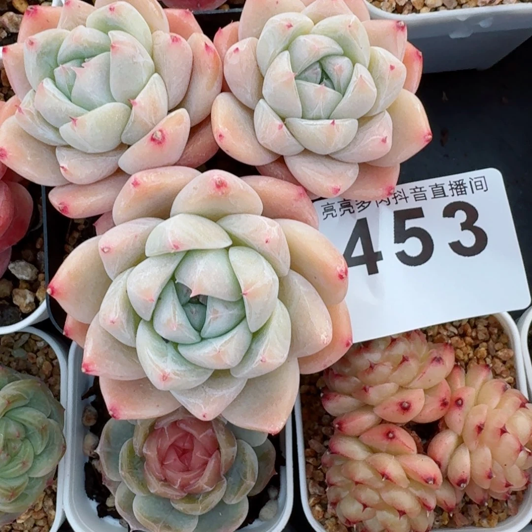 白泽三头         精品多肉