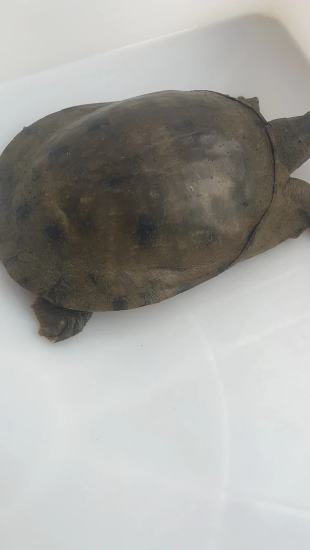 天然野生鱼改价链接