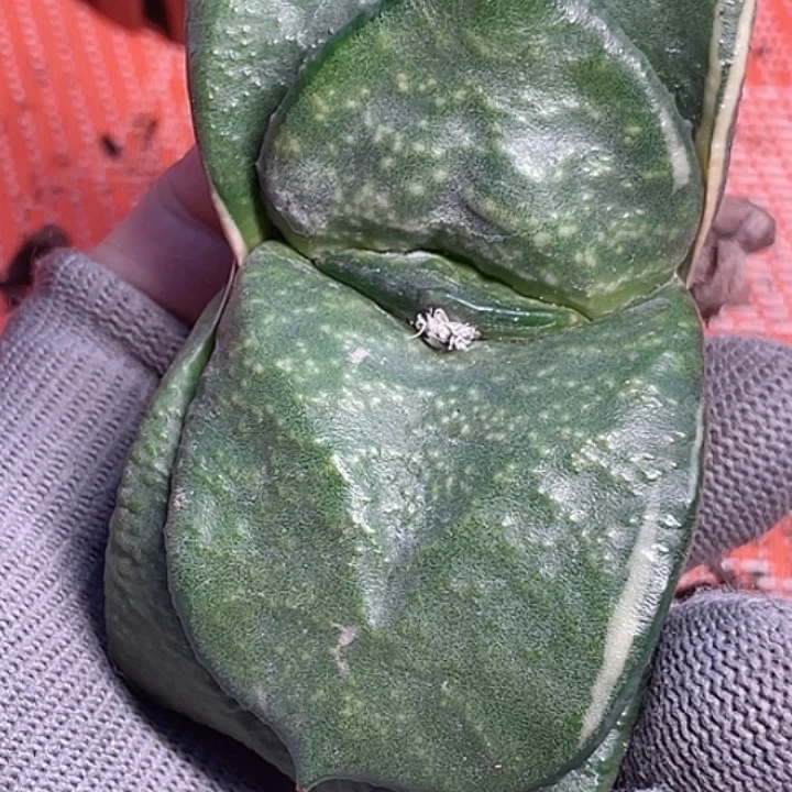 一物一拍竞拍福利拍