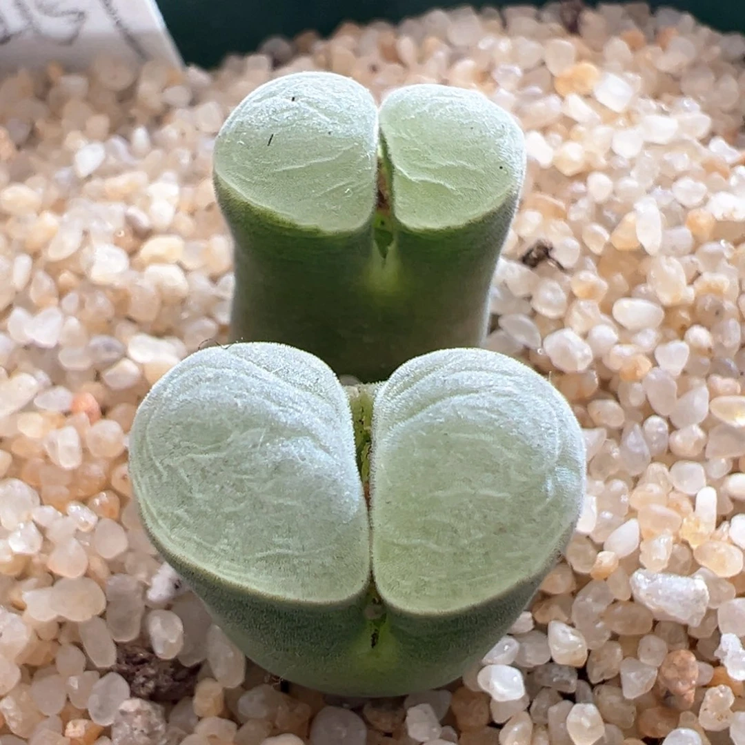 846优选2151四年半双头母本