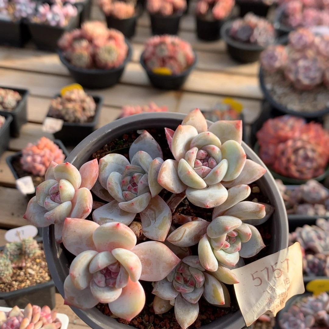 11.8厘米有砍六头粉溏心石榴籽  5757