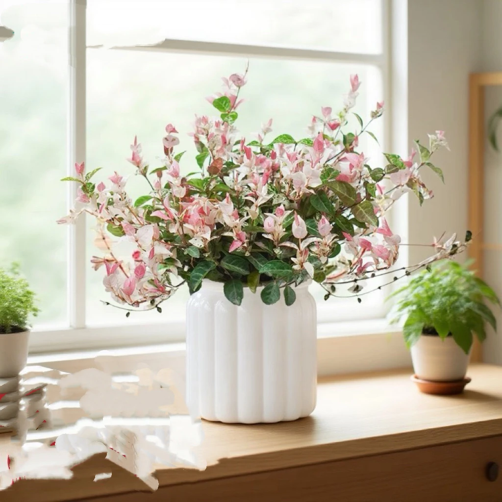 花叶络石不怕冷可以室外庭院栽种室内外通用四季清新观赏绿植