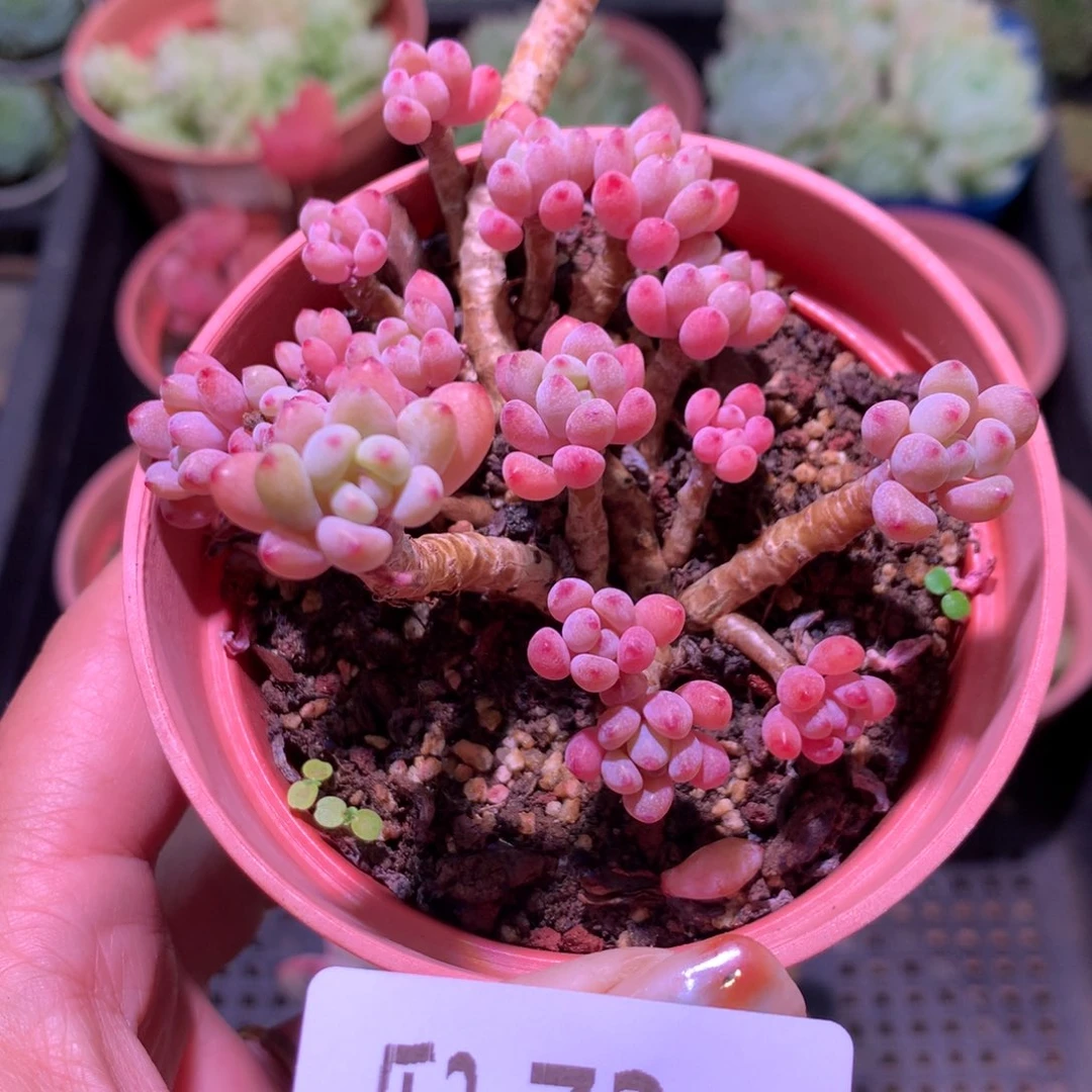 乐然 2-73 绿豆群 不包整