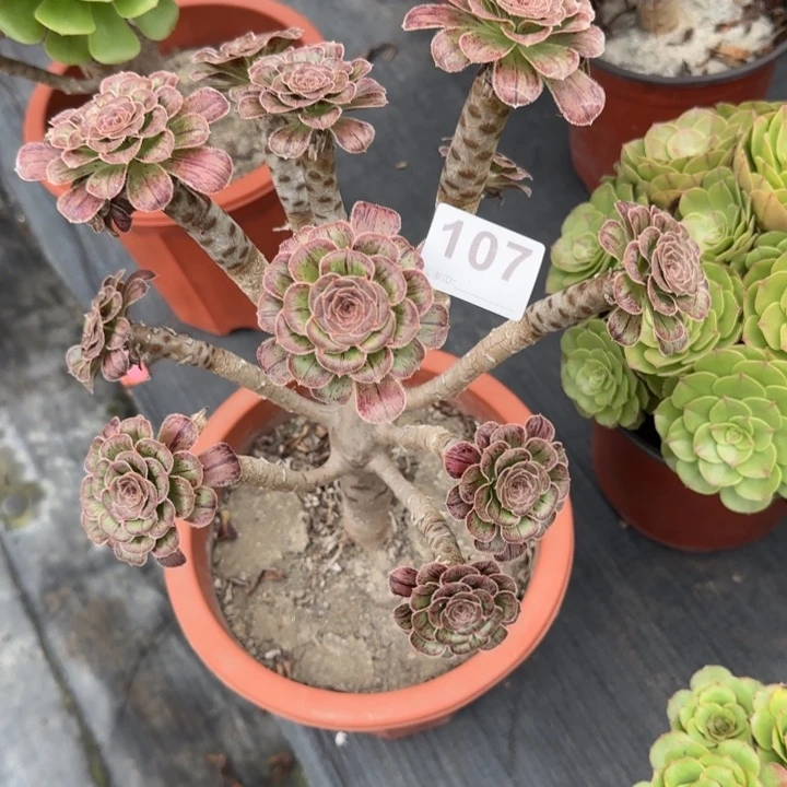 白***白多肉植物提取技术与107