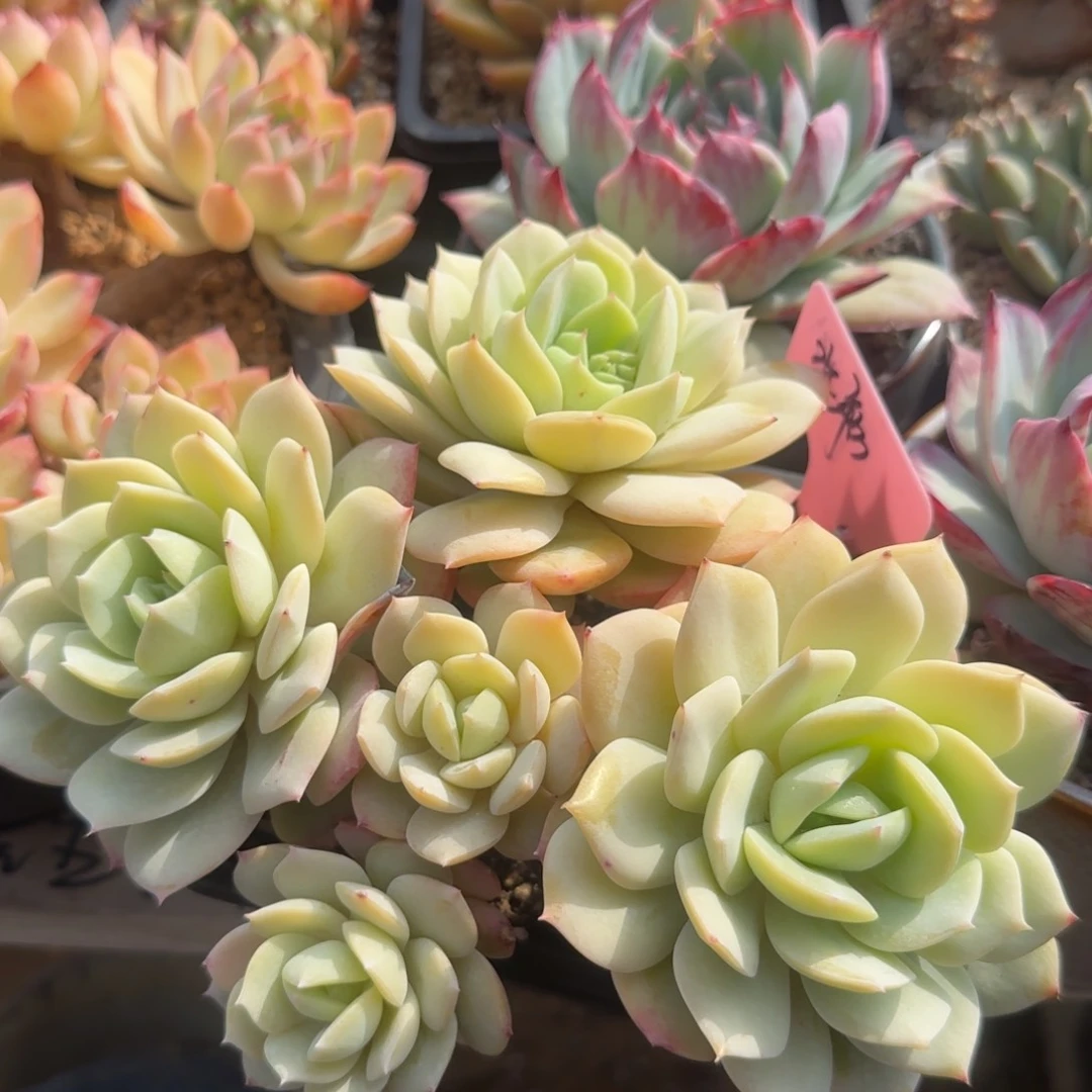 恋曲老桩五十包邮