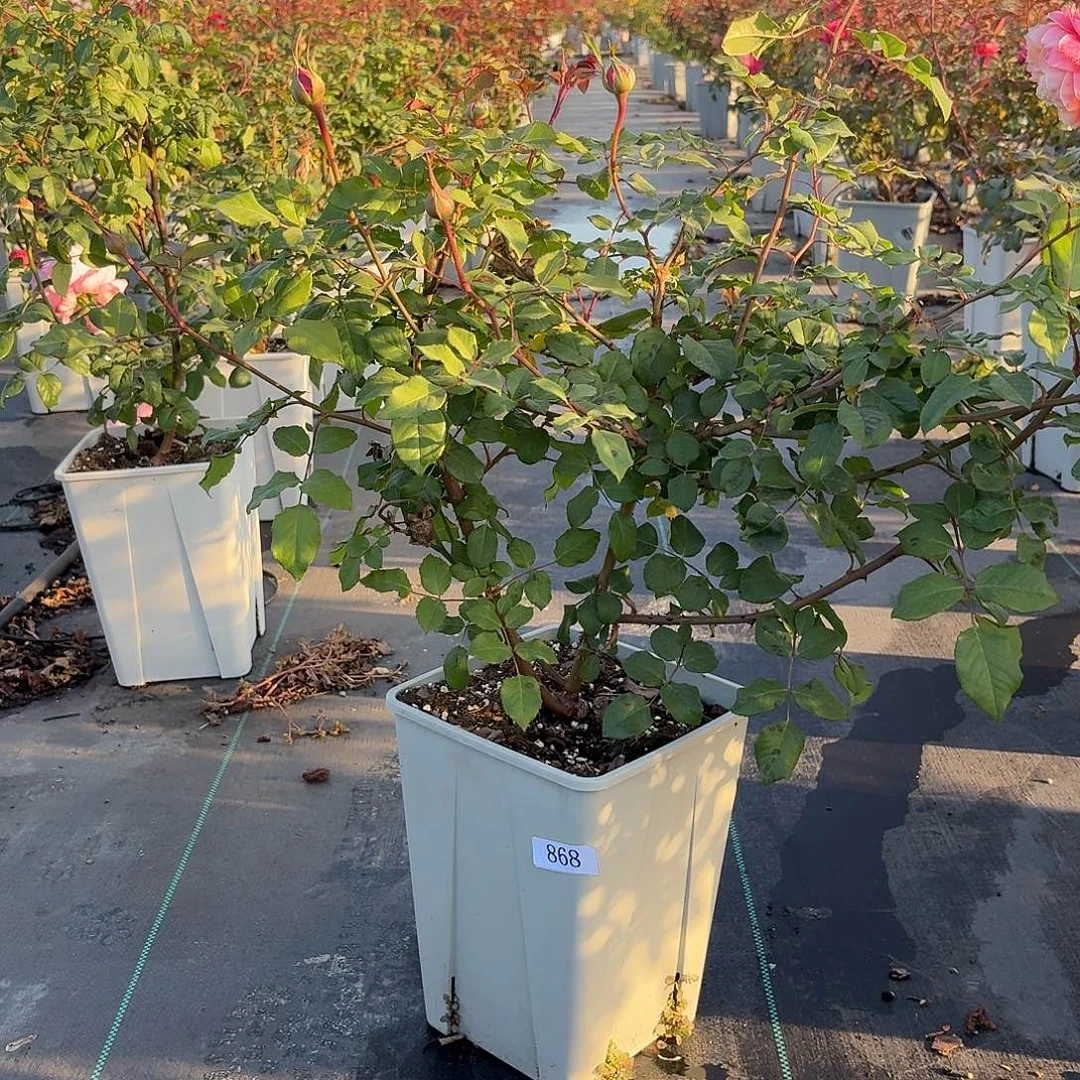 当前无花朵，栽培后可花朵868