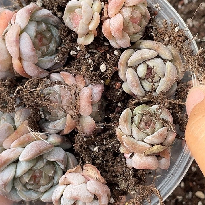 爱***菇OTO多肉优选一物一拍2133